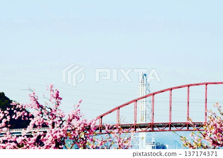 河津櫻花和笠戶島大橋 137174371