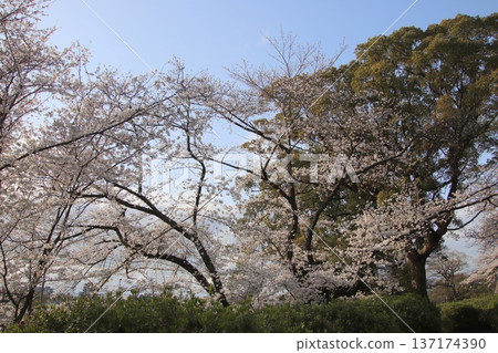 福岡城石牆與福岡市盛開的櫻花交相輝映 福岡城石牆與福岡市盛開的櫻花交相輝映 137174390