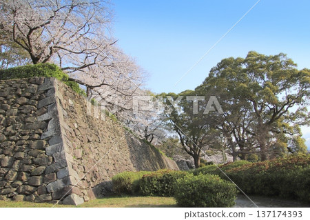 福岡城石牆與福岡市盛開的櫻花交相輝映 福岡城石牆與福岡市盛開的櫻花交相輝映 137174393