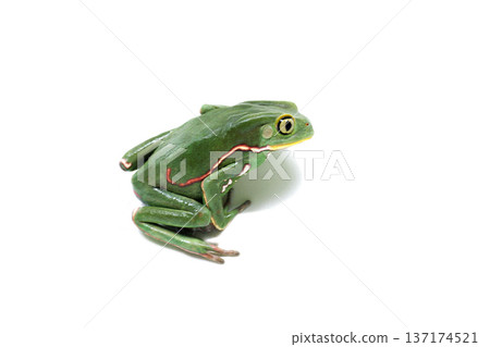 Sticking frog, shaggy cat frog, white background Sticking frog, shaggy cat frog, white background 137174521