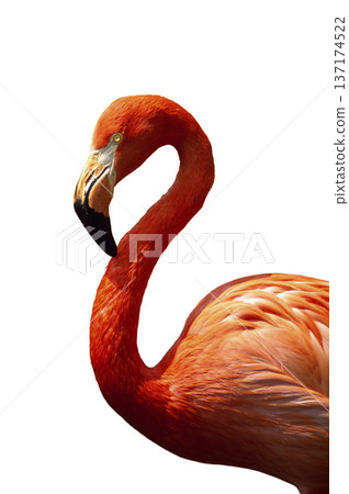 Flamingo on a white background 137174522