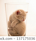 一隻小貓在玻璃杯裡睡得很香 137175036