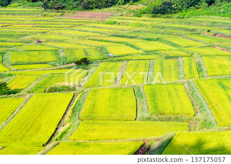 Yamagata Sawaradaira rice terraces: shining green in summer 137175057