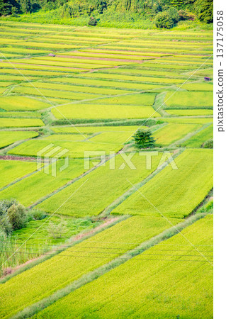 Yamagata Sawaradaira rice terraces: shining green in summer 137175058