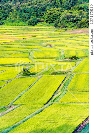 Yamagata Sawaradaira rice terraces: shining green in summer 137175059