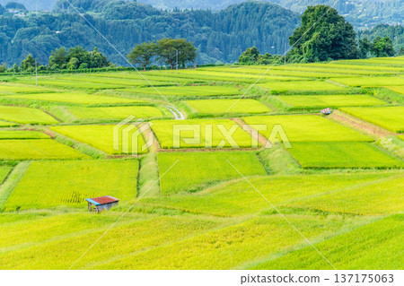 Yamagata Sawaradaira rice terraces: shining green in summer 137175063