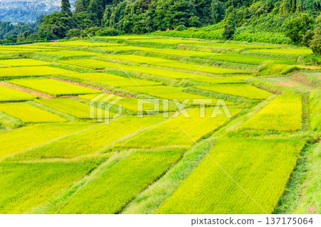 Yamagata Sawaradaira rice terraces: shining green in summer 137175064