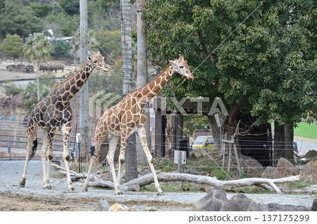 Walking Giraffe 137175299