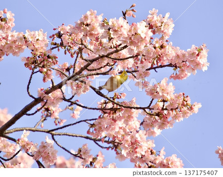 在盛開的櫻花呼吸 137175407