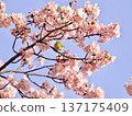 在盛開的櫻花發光在藍天和mezzo 137175409