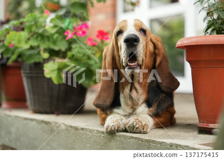 Basset hound relaxing on a garden porch between potted blooming flowers Basset hound relaxing on a garden porch between potted blooming flowers 137175415