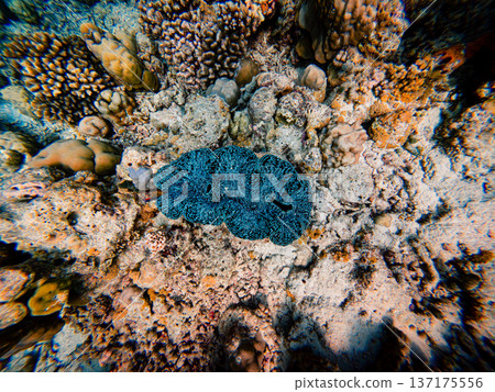 blue sponge lives among the corals blue sponge lives among the corals 137175556