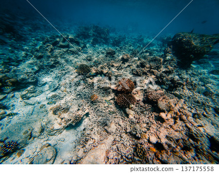 Underwater life among the corals of the Caribbean Underwater life among the corals of the Caribbean 137175558