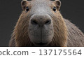 Capybara's face up 137175564