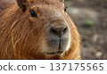 Capybara's face up 137175565
