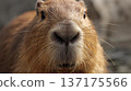 Capybara's face up 137175566