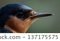 Close-up of a swallow's face 137175575