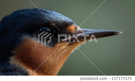 Close-up of a swallow's face 137175575