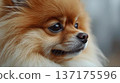 Pomeranian face close-up 137175596