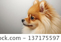 Pomeranian face close-up 137175597