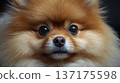 Pomeranian face close-up 137175598