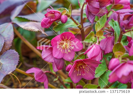 A botanical background of gorgeous pink Christmas roses that signals the arrival of early spring A botanical background of gorgeous pink Christmas roses that signals the arrival of early spring 137175619