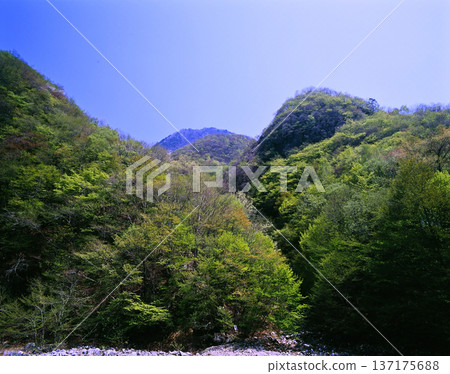 A mountain gorge in spring with dazzling new greenery 137175688