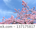 Kawazu cherry blossoms in the blue sky 137175817