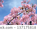 Kawazu cherry blossoms blooming against the blue sky 137175818