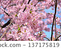 Kawazu cherry tree in full bloom shining in the blue sky 137175819