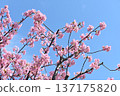 Pink cherry blossoms shining in the blue sky 137175820