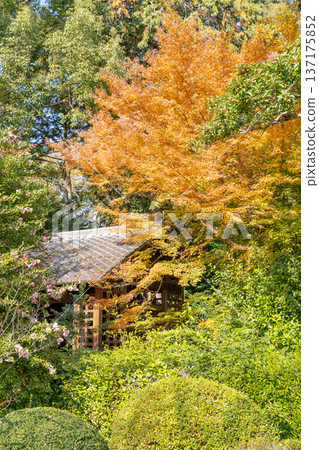 京都,東山千春寺分寺雲龍院(琉璃山),寺門旁的秋葉 京都,東山千春寺分寺雲龍院(琉璃山),寺門旁的秋葉 137175852