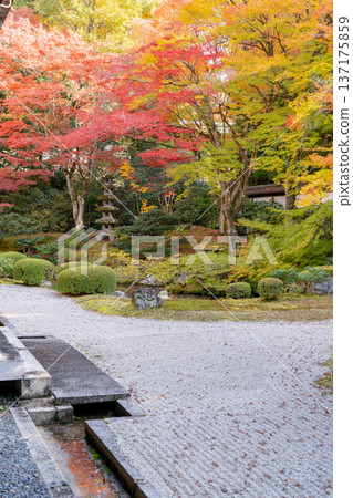 Kyoto Higashiyama Sennyuji Temple (the family temple of the Imperial Family) Imperial Throne Garden Autumn Leaves Maple Trees on the Artificial Hill Kyoto Higashiyama Sennyuji Temple (the family temple of the Imperial Family) Imperial Throne Garden Autumn Leaves Maple Trees on the Artificial Hill 137175859
