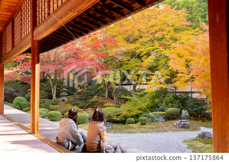 京都東山千春寺(皇室本寺)禦座庭園秋葉楓樹人工山 京都東山千春寺(皇室本寺)禦座庭園秋葉楓樹人工山 137175864