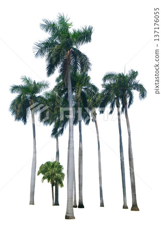 Royal Palm (Roystonea regia) Royal Palm (Roystonea regia) 137176055