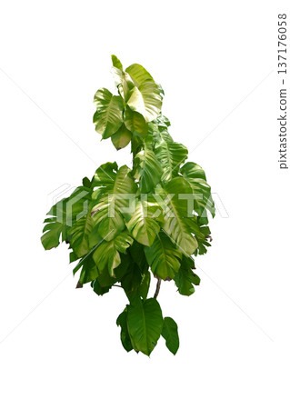 Epipremnum aureum 'Golden Pothos'plant with very large leaves Epipremnum aureum 'Golden Pothos'plant with very large leaves 137176058