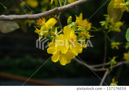 Ochna integerrima Lour. Merr. yellow flower Ochna integerrima Lour. Merr. yellow flower 137176059