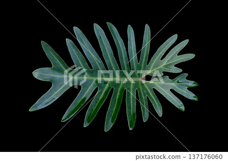 Green Philodendron Xanadu leaf Green Philodendron Xanadu leaf 137176060