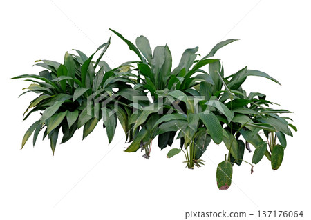 Cast Iron Plant Cast Iron Plant 137176064