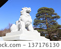 神社和寺廟中供奉的石獅子雕像 137176130