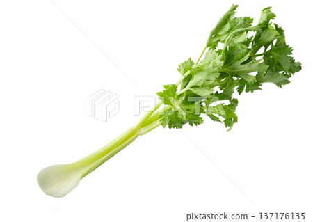 透明背景上的芹菜（png） 137176135