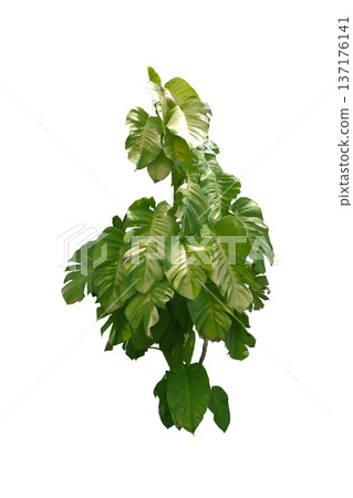 Epipremnum aureum 'Golden Pothos'plant Epipremnum aureum 'Golden Pothos'plant 137176141