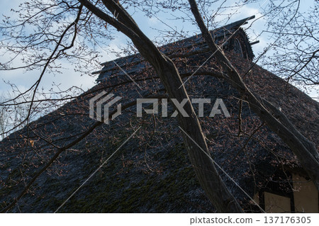 Thatched roof and mansion forest 137176305