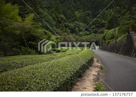 路邊的茶園 137176757