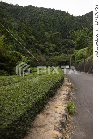 路邊的茶園 137176758