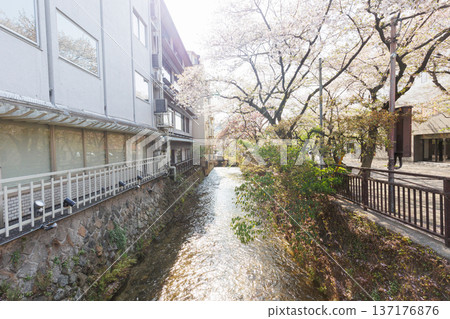 Kyoto · Gion Shirakawa and cherry blossoms Kyoto · Gion Shirakawa and cherry blossoms 137176876