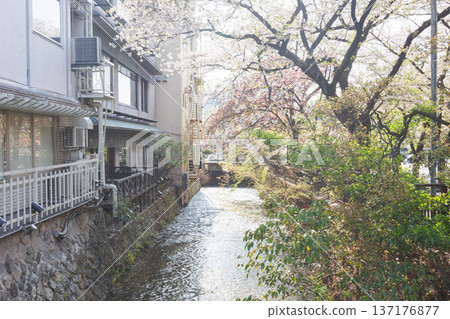 Kyoto · Gion Shirakawa and cherry blossoms Kyoto · Gion Shirakawa and cherry blossoms 137176877