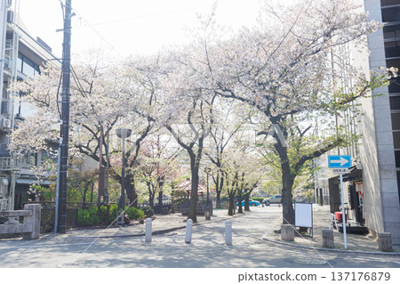 Kyoto · Gion Shirakawa and cherry blossoms 137176879