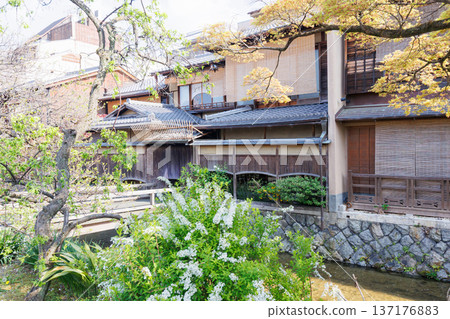 京都·祗園白川和櫻花 京都·祗園白川和櫻花 137176883