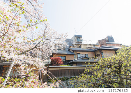 京都·祗園白川和櫻花 京都·祗園白川和櫻花 137176885
